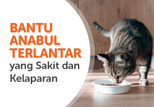 Bantu Anabul Terlantar yang Sakit dan Kelaparan